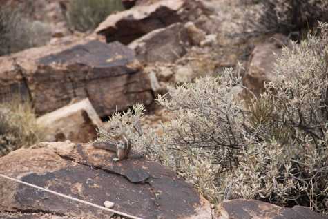 2013GrandCanyon_IMG_3267