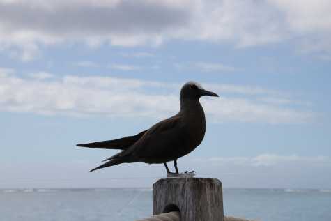 2013TahitiMoorea_IMG_3450